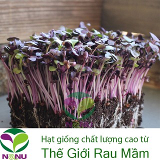 Hạt giống mầm cải tím Malady -100gr_ Thế Giới Rau Mầm _thegioiraumam.com