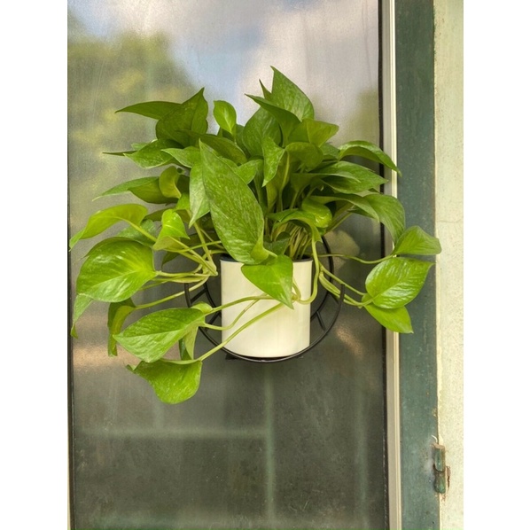 Kệ giá treo tường (BÁN NGUYỆT) dán tường cường lực, siêu chắc, đồ dùng trang trí nhà cửa