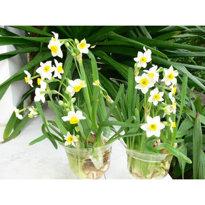 Củ hoa thuỷ tiên giống Size vừa