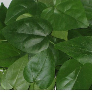 Hạt Giống Sương Sâm (10 hạt)