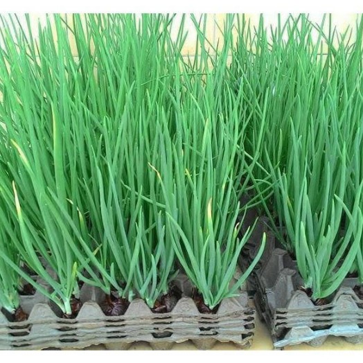 5 gr hạt Hành Hương cao sản
