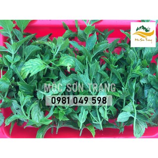 Bạc hà sấy lạnh 50g - Mộc Sơn Trang