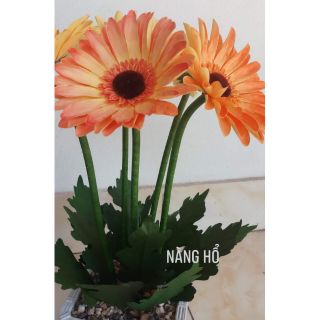 Combo cánh hoa đồng tiền size 12cm
