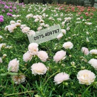 Hoa 10h 10 Màu_ Mười giờ TP.HCM