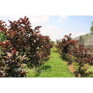 Cây Ổi Tím Malaysia Cao 70cm-1m Siêu Kích Thích Ra quả Sau 6 tháng
