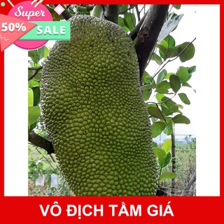 Giống Chuẩn Cây mít hạt lép (mít không hạt)