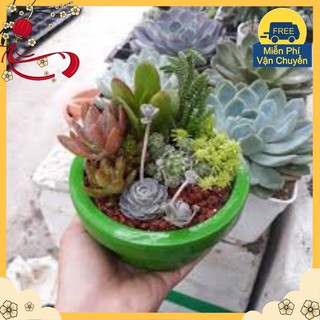 Hạt giống Hoa Sen đá mix