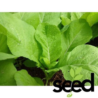 Hạt Giống Cải Mơ Hà Nội