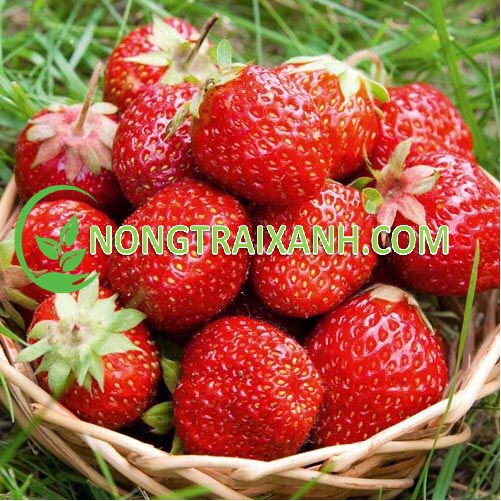 100H - HẠT GIỐNG DÂU TÂY ĐỎ CHỊU NHIỆT