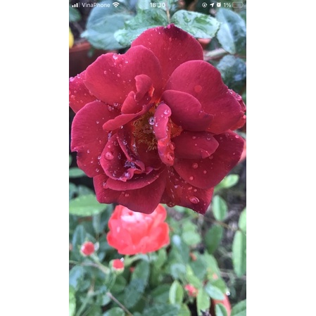 Chậu hoa hồng hot chocolate