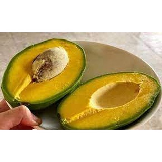 Cây  Giống bơ cuba M3