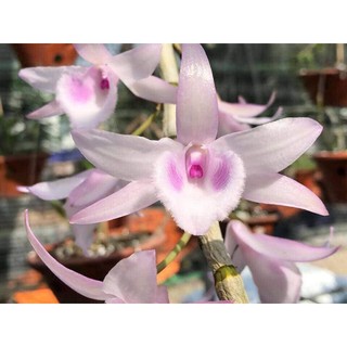 hoa lan giả hạc hồng á hậu