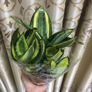 Lưỡi hổ thái vàng - size nhỏ và nhiều bụi trong chậu