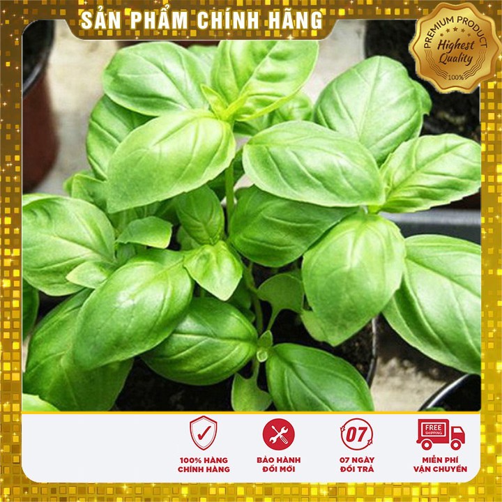 Hạt giống rau húng tây thơm LUCKY SEEDS