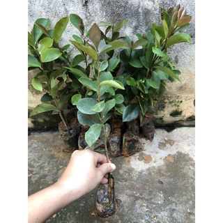 Cây giống hoa trà my (giống chuẩn VN)