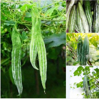 Hạt giống lặc lày (mướp mèo) gói 20 hạt (TẶNG gói kích thích hạt nảy mầm)