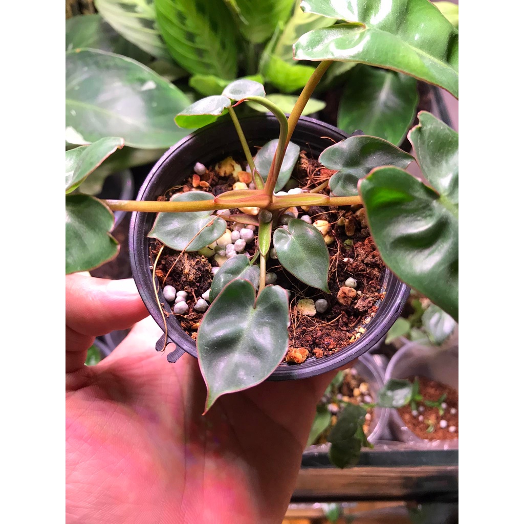 Giá Thể Trồng Cây Mô Kiểng Lá - Đất Trồng Cây Trộn Sẵn Cho Dòng Anthurium, Monstera, Philodendron dinh dưỡng và tơi xốp