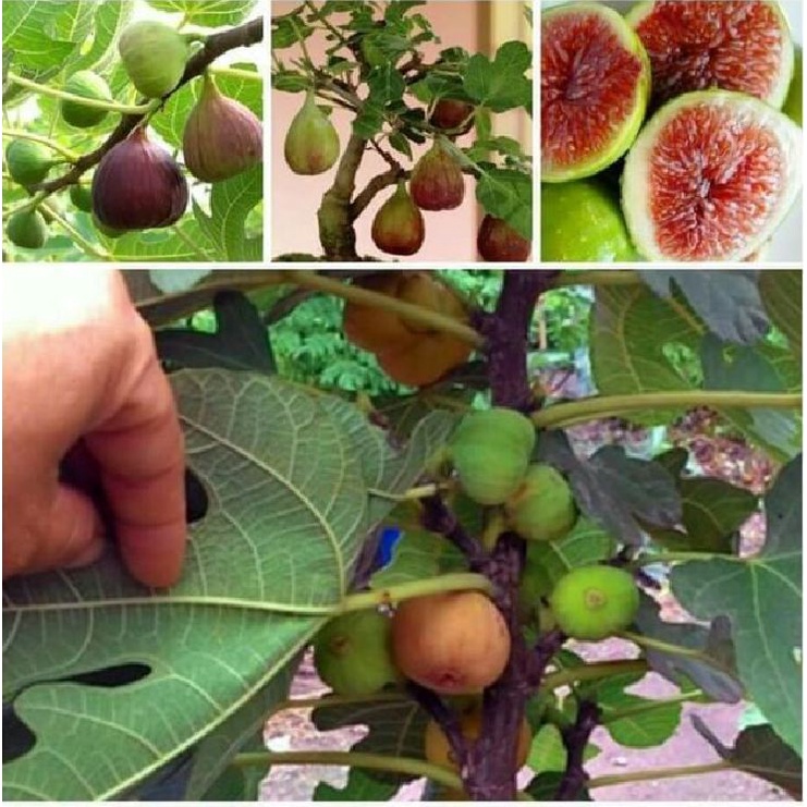 Hạt giống sung Mỹ (sung ngọt, sung đường) 10 hạt/ gói