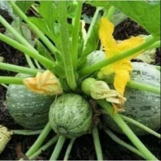 Hạt giống bí ngồi tròn xoay .giongcaynhap
