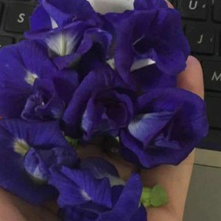 cây giống đậu biếc