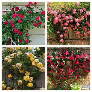 Hạt giống Hoa Hồng leo + Hồng bụi + Hồng ri ba-tư