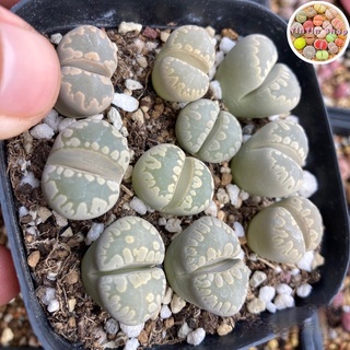 Sen mông,lithops,thạch lan vân khủng long