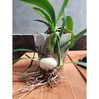 Củ hoa lan huệ Tuyết thanh( củ đại)