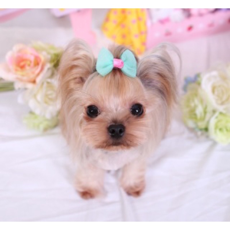 🦚 KẸP TÓC CHO THÚ CƯNG SIÊU DỄ THƯƠNG