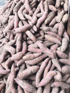 combo4 kg khoai mật155k