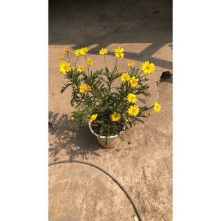 Cúc thân gỗ không hạt đang cho hoa và nụ giao chậu quy cách như hình