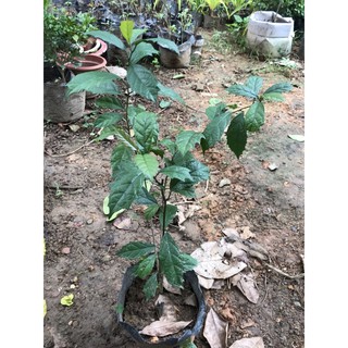 Cây giống xạ đen