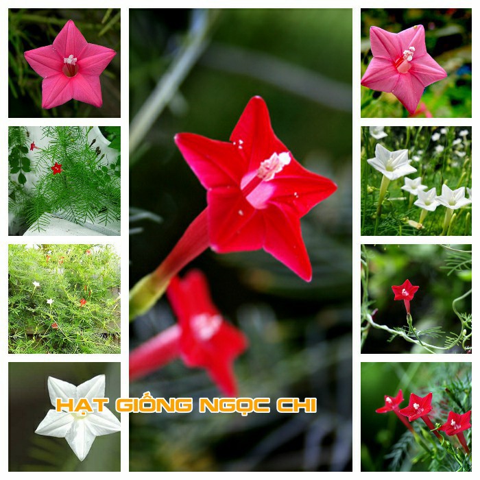 Hạt giống hoa leo giàn tóc tiên mix - 20 hạt - HG1