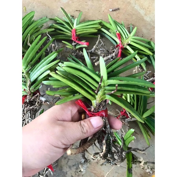 3 CÂY LAN RỪNG HOẢ HOÀNG CAM  ĐẶC HỮU RỪNG BÌNH THUẬN