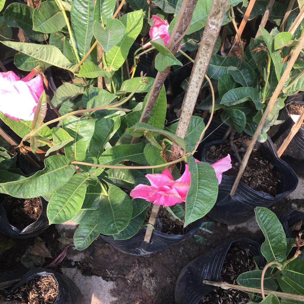 Cây Hoa Hồng Anh Leo Giàn Chiều Cao 50cm Hoa Quanh Năm