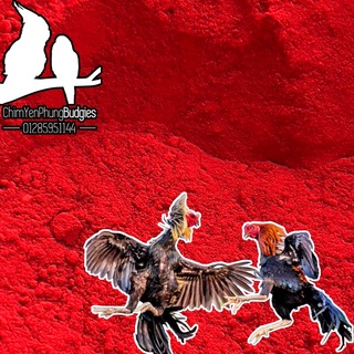 100g bột nghệ đỏ cao cấp cho Gà Đá - Nghệ nguyên chất cho Gà.
