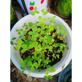 Hạt giống cỏ 3 lá/cỏ may mắn