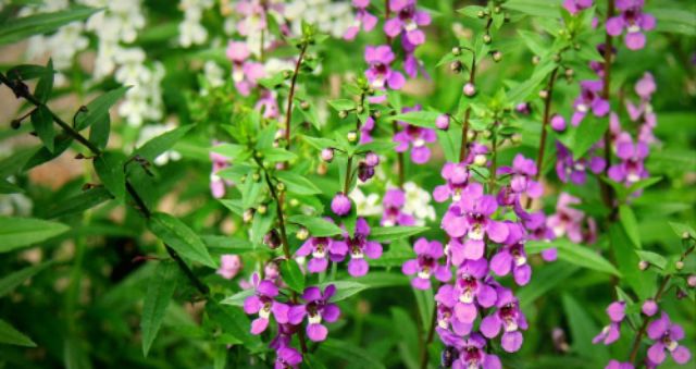Hạt Giống Hoa Ngọc Hân - Hoa Bâng Khuâng 10 Hạt