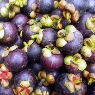CÂY GIỐNG MĂNG CỤT