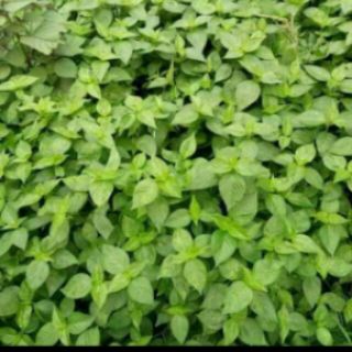 combo 5 giống  cẩm tím . đỏ cam