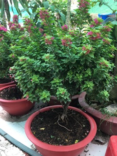 Hoa giấy mỹ siêu hoa