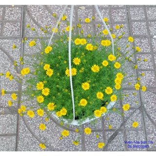 HOA CÚC SAO BĂNG, cây đang hoa.