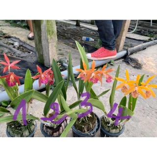 Hoa lan brass đổi màu cây trưởng thành chậu p12