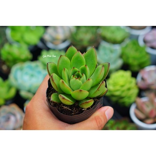 Sen đá ếch lửa viền đỏ sống dai khỏe đẹp hư 1 đổi 1