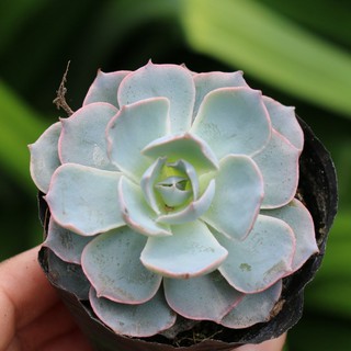 sen đá hồng phấn