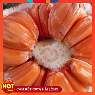 Cây Giống Mít Ruột Đỏ Sơ Đỏ Giống Mới Nhanh Cho Quả