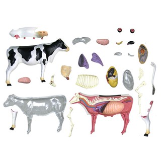 MÔ HÌNH GIẢI PHẪU - BÒ