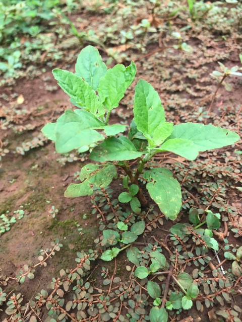 1 cây hương nhu con