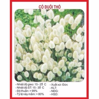 Hạt giống cỏ đuôi thỏ 100 hạt hạt giống bốn mùa