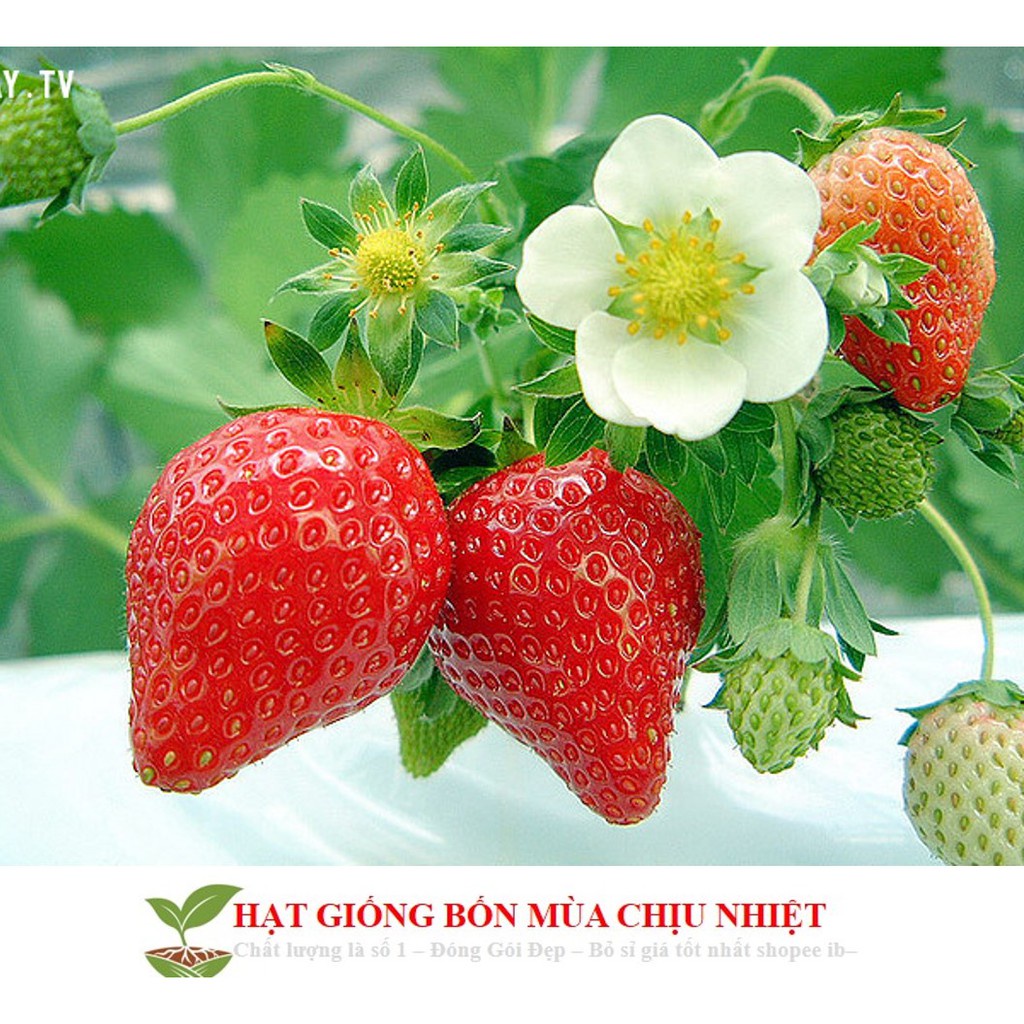 Gói 50 Hạt giống Dâu Tây Quả To, Chịu nhiệt  free ship toàn quốc hạt giống hoa