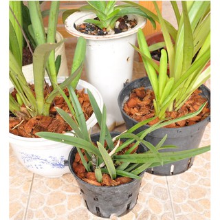 Xơ dừa miếng trồng lan